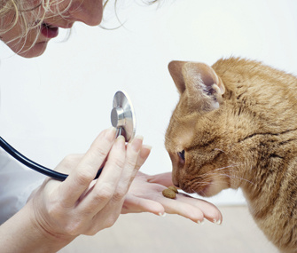 猫皮肤螨虫治疗方法
